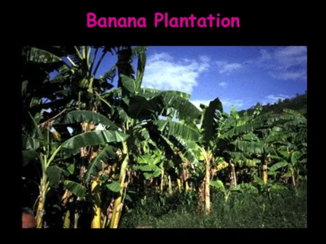 Banana Plantation