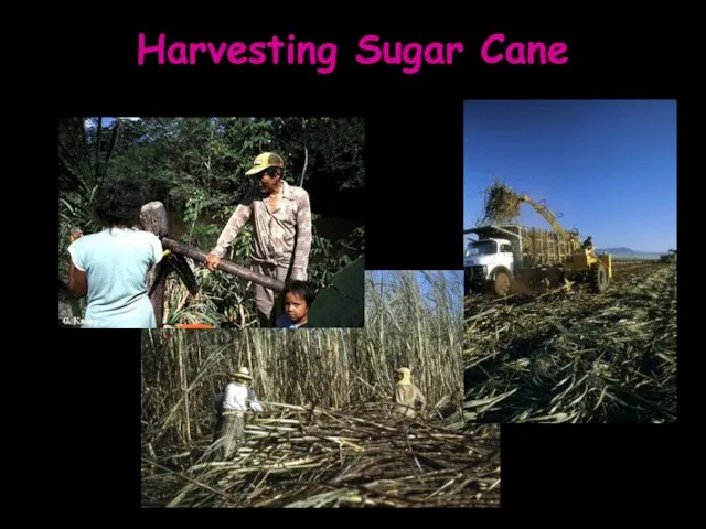 Harvesting Sugar Cane