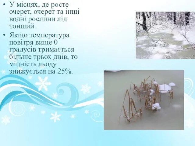 У місцях, де росте очерет, очерет та інші водні рослини лід тонший.