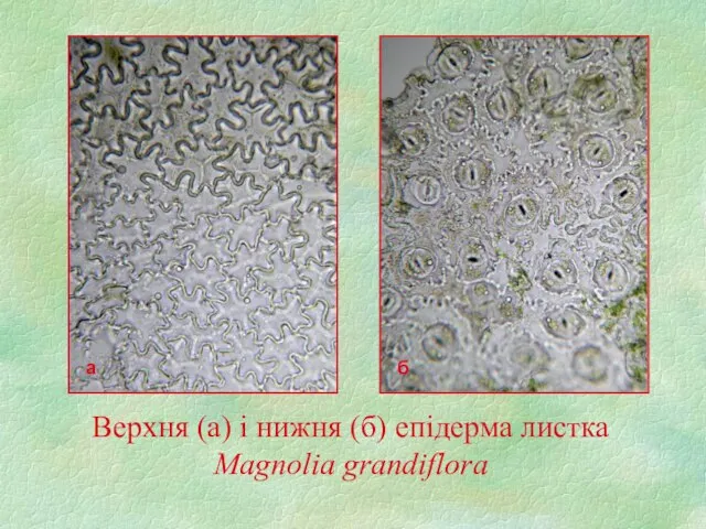 Верхня (а) і нижня (б) епідерма листка Magnolia grandiflora а б