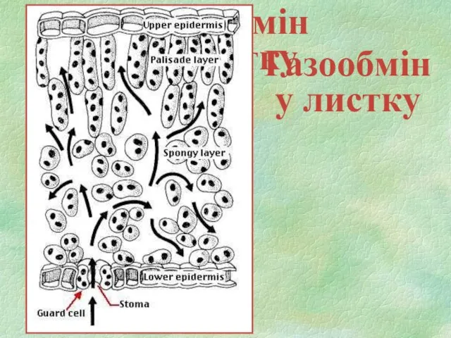 Газообмін у листку Газообмін у листку