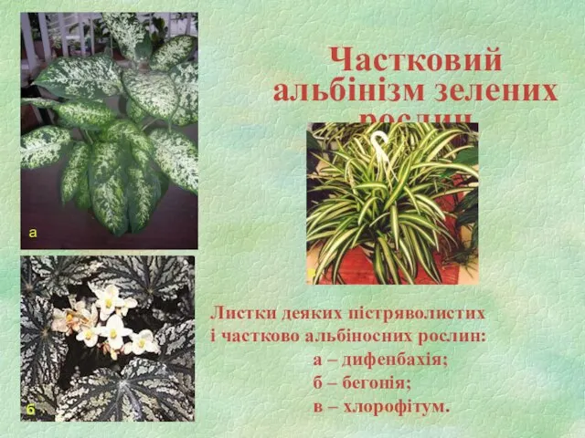 Частковий альбінізм зелених рослин Листки деяких пістряволистих і частково альбіносних рослин: а