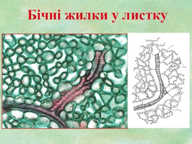 Бічні жилки у листку