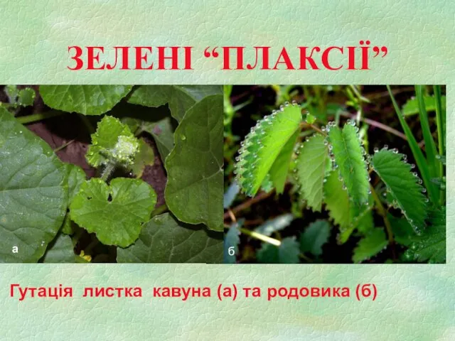 ЗЕЛЕНІ “ПЛАКСІЇ” Гутація листка кавуна (а) та родовика (б) а б а