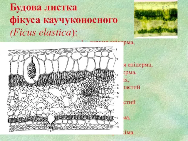 Будова листка фікуса каучуконосного (Ficus elastica): 1 – верхня епідерма, 2 –