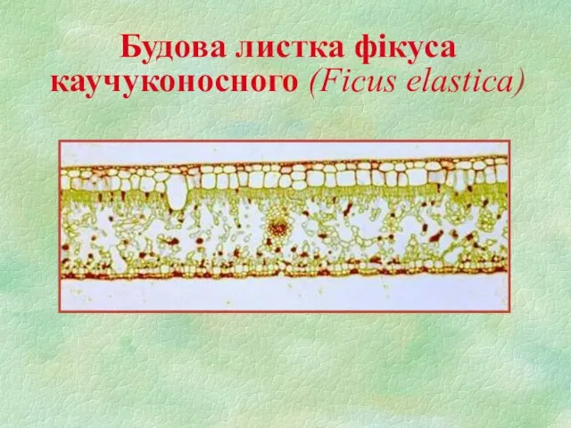 Будова листка фікуса каучуконосного (Ficus elastica)