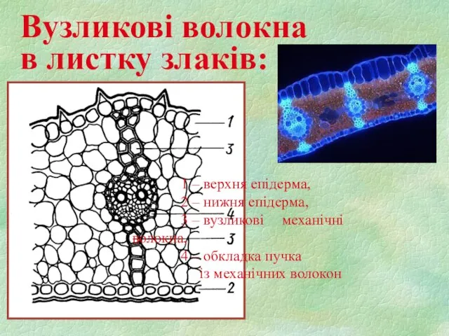 Вузликові волокна в листку злаків: 1 – верхня епідерма, 2 – нижня