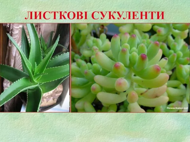 ЛИСТКОВІ СУКУЛЕНТИ