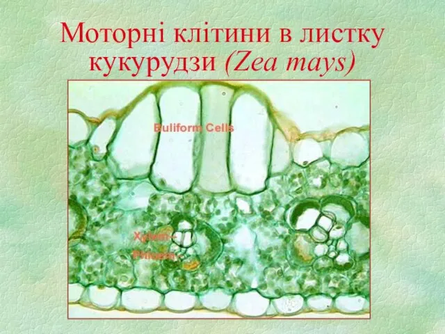 Моторні клітини в листку кукурудзи (Zea mays)