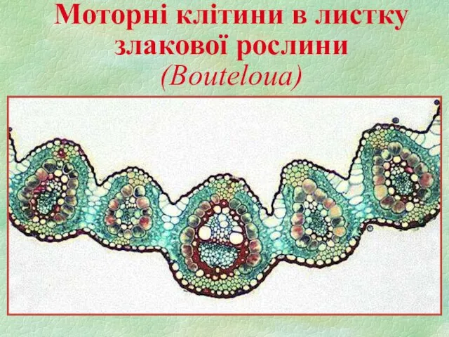 Моторні клітини в листку злакової рослини (Bouteloua)