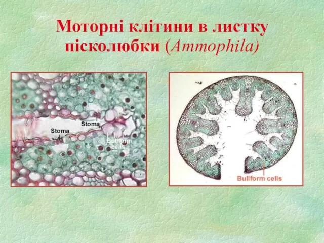 Моторні клітини в листку пісколюбки (Ammophila)