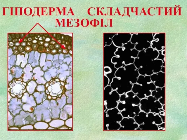 ГІПОДЕРМА CКЛАДЧАСТИЙ МЕЗОФІЛ