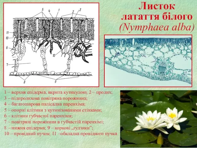 1 – верхня епідерма, вкрита кутикулою; 2 – продих; 3 – підпродихова