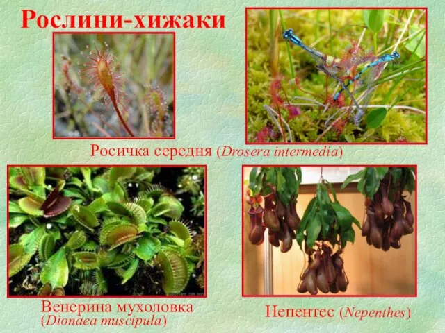 Венерина мухоловка (Dionaea muscipula) Росичка середня (Drosera intermedia) Непентес (Nepenthes) Рослини-хижаки
