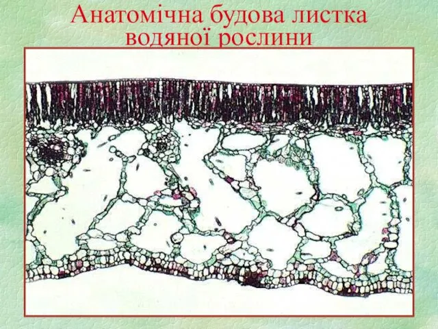 Анатомічна будова листка водяної рослини