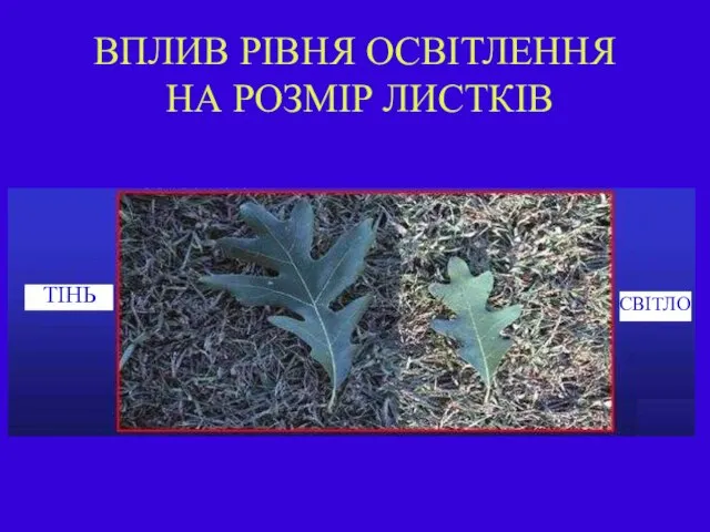 ВПЛИВ РІВНЯ ОСВІТЛЕННЯ НА РОЗМІР ЛИСТКІВ ТІНЬ СВІТЛО