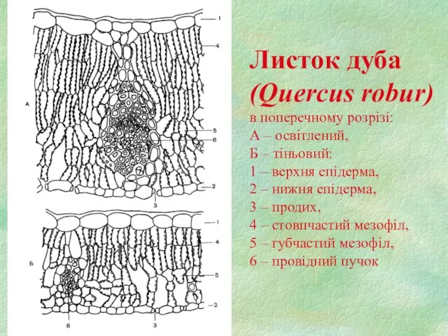 Листок дуба (Quercus robur) в поперечному розрізі: А – освітлений, Б –