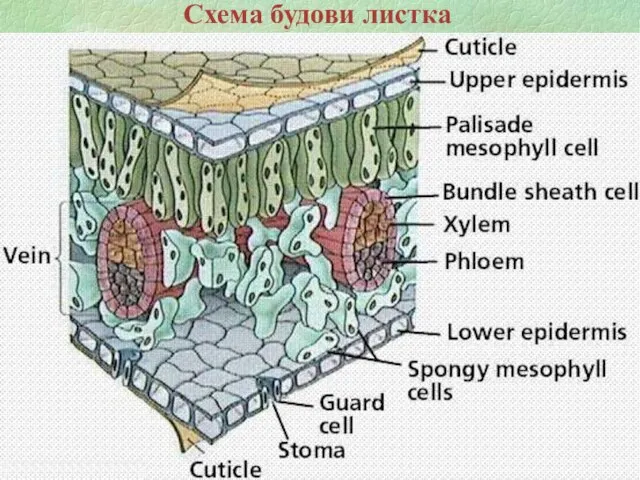 Схема будови листка Схема будови листка