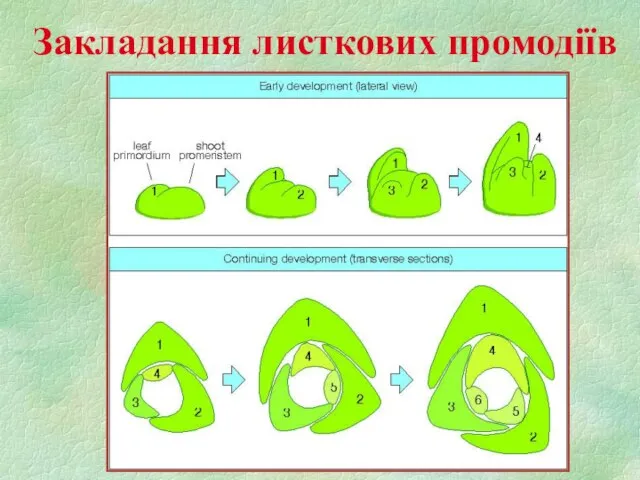 Закладання листкових промодіїв