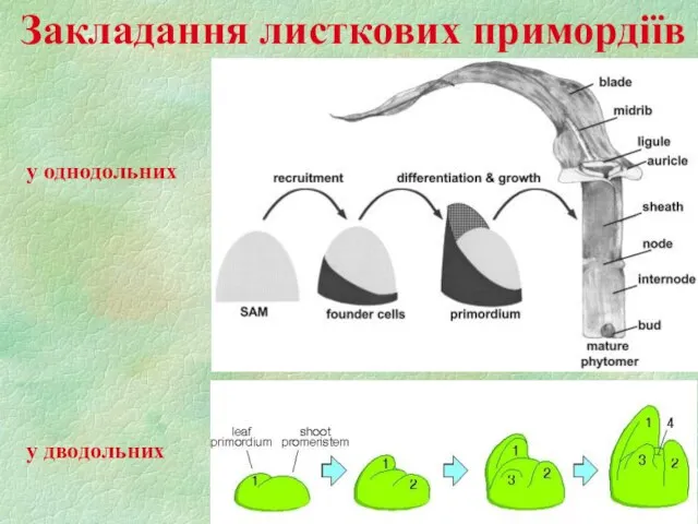 Закладання листкових примордіїв у однодольних у дводольних