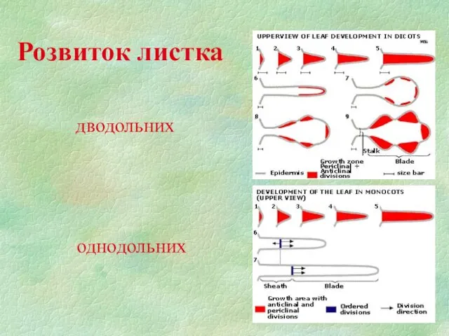 Розвиток листка дводольних однодольних