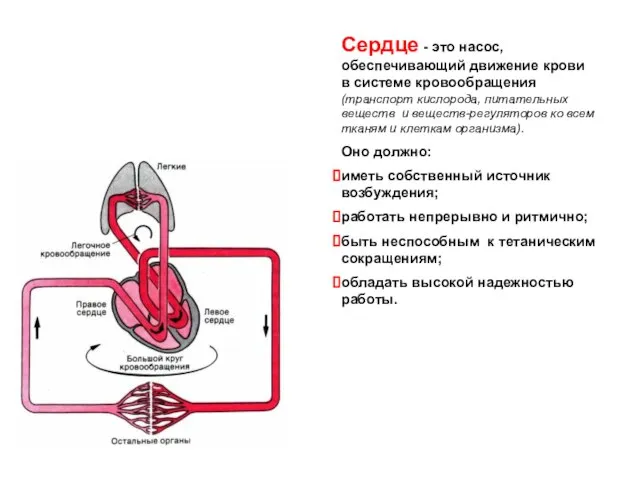 Сердце - это насос, обеспечивающий движение крови в системе кровообращения (транспорт кислорода,