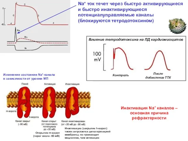 Na+ ток течет через быстро активирующиеся и быстро инактивирующиеся потенциалуправляемые каналы (блокируются
