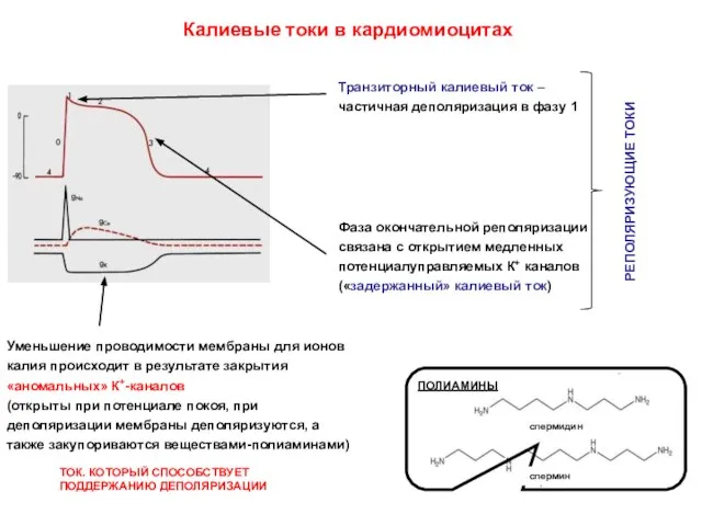 Уменьшение проводимости мембраны для ионов калия происходит в результате закрытия «аномальных» К+-каналов