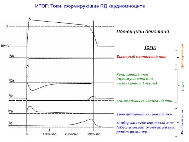 ИТОГ: Токи, формирующие ПД кардиомиоцита Потенциал действия Токи: Быстрый натриевый ток Кальциевый