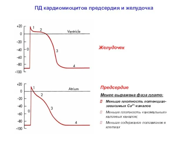 ПД кардиомиоцитов предсердия и желудочка Желудочек Предсердие Менее выражена фаза плато: Меньше