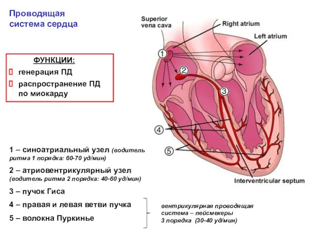 1 – синоатриальный узел (водитель ритма 1 порядка: 60-70 уд/мин) 2 –