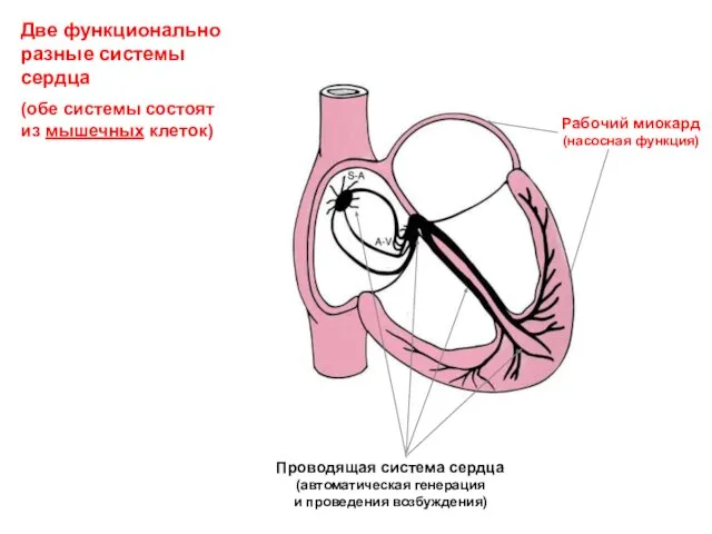 Две функционально разные системы сердца (обе системы состоят из мышечных клеток)