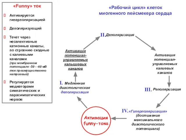 «Рабочий цикл» клеток миогенного пейсмекера сердца Деполяризация «Гиперполяризация» (достижение максимального диастолического потенциала)