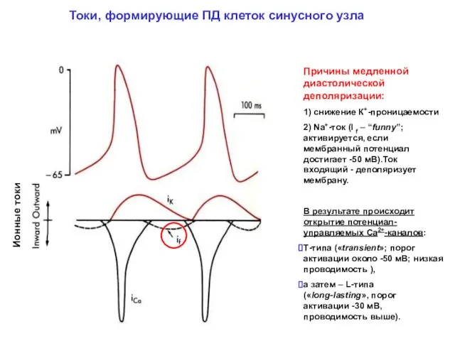 Причины медленной диастолической деполяризации: 1) снижение К+-проницаемости 2) Na+-ток (I f –