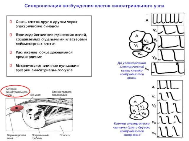 Синхронизация возбуждения клеток синоатриального узла До установления электрической связи клетки возбуждаются врозь