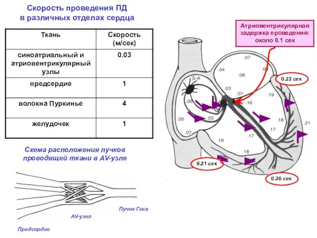 Скорость проведения ПД в различных отделах сердца Атриовентрикулярная задержка проведения: около 0.1
