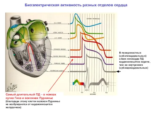 Биоэлектрическая активность разных отделов сердца Самый длительный ПД – в ножках пучка