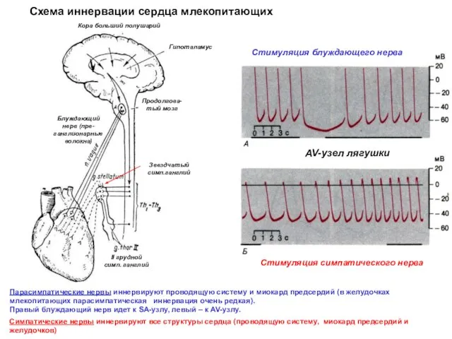 Стимуляция блуждающего нерва Стимуляция симпатического нерва AV-узел лягушки Схема иннервации сердца млекопитающих