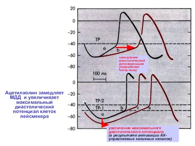 Ацетилхолин замедляет МДД и увеличивает максимальный диастолический потенциал клеток пейсмекера увеличение максимального