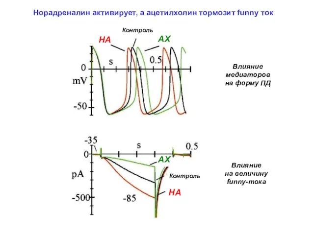 Норадреналин активирует, а ацетилхолин тормозит funny ток Влияние медиаторов на форму ПД Влияние на величину funny-тока