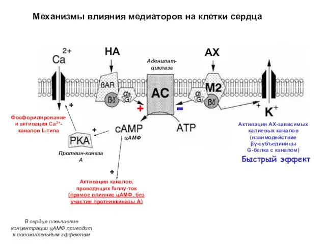 Механизмы влияния медиаторов на клетки сердца Активация АХ-зависимых калиевых каналов (взаимодействие βγ-субъединицы