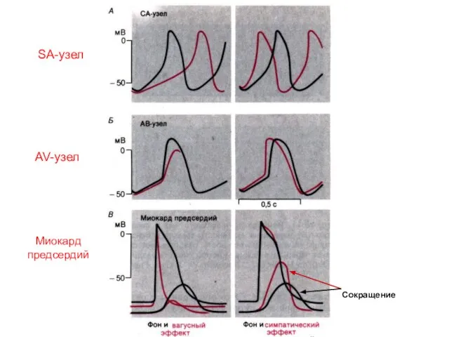SA-узел AV-узел Миокард предсердий Сокращение