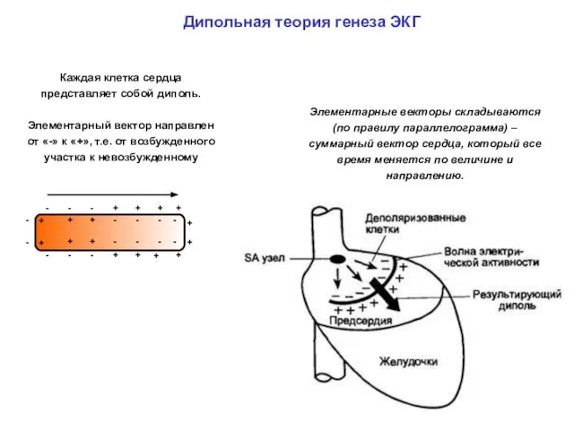 Дипольная теория генеза ЭКГ Каждая клетка сердца представляет собой диполь. Элементарный вектор