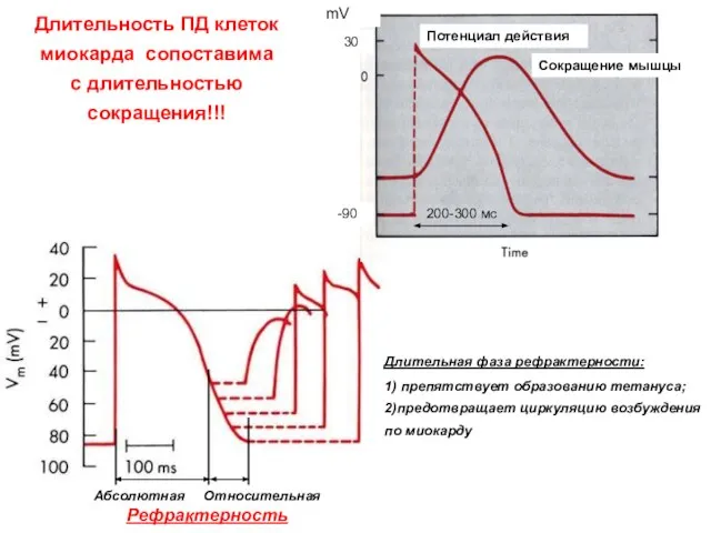 Длительность ПД клеток миокарда сопоставима с длительностью сокращения!!! -90 30 mV 200-300