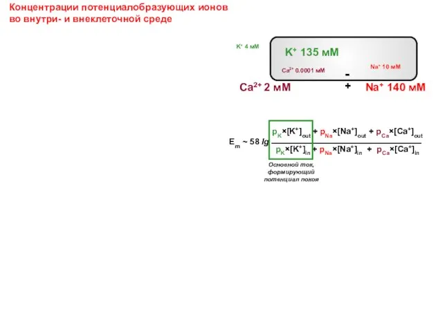 Концентрации потенциалобразующих ионов во внутри- и внеклеточной среде pK×[K+]out + pNa×[Na+]out +