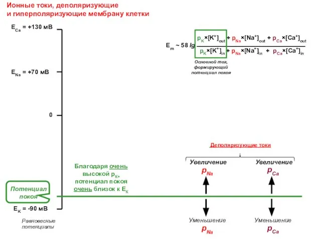 Ионные токи, деполяризующие и гиперполяризующие мембрану клетки ENa = +70 мВ EK