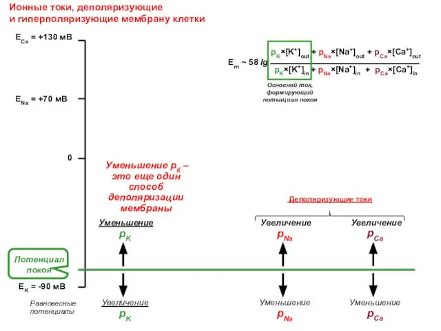 Ионные токи, деполяризующие и гиперполяризующие мембрану клетки ENa = +70 мВ EK