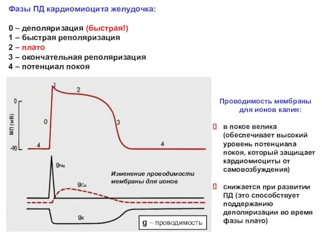 Фазы ПД кардиомиоцита желудочка: 0 – деполяризация (быстрая!) 1 – быстрая реполяризация