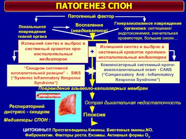 + Патогенный фактор Генерализованное повреждение организма: септицемия/ эндотоксинемия, значительная кровепотеря, большие ожоги…