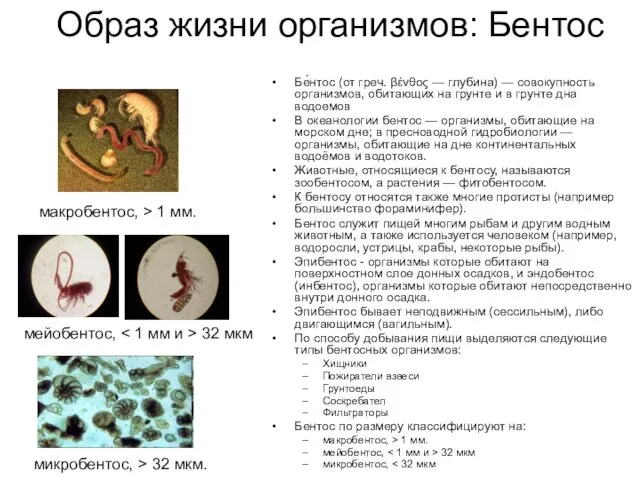 Образ жизни организмов: Бентос Бе́нтос (от греч. βένθος — глубина) — совокупность